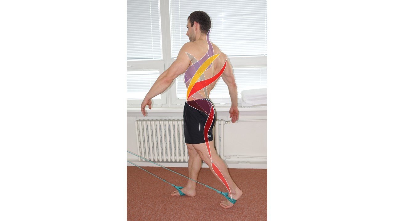 Spiral Stabilization UK | Muscle Chains - Spiral Stabilization UK